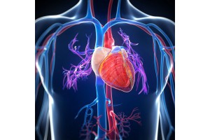 Serce i ciśnienie